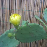 假日公园 Casa Delta 106
