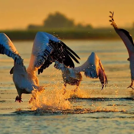 Casa Delta 106 Sfântu Gheorghe