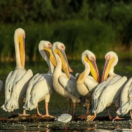 Casa Delta 106 Holiday park Sfantu Gheorghe (Tulcea)