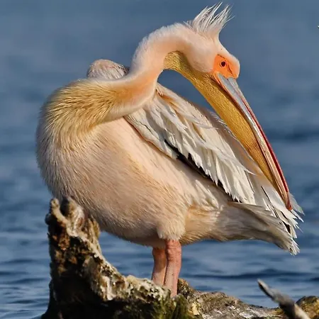 Casa Delta 106 3* Sfântu Gheorghe