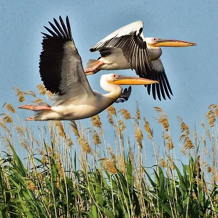Parc de vacanță Casa Delta 106 Sfântu Gheorghe