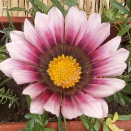 Casa Delta 106 Holiday park 3*