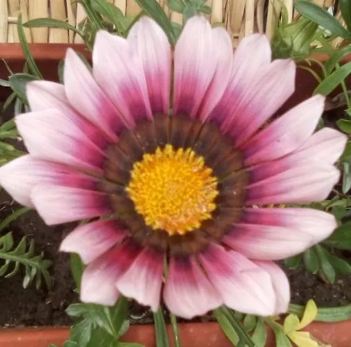 Casa Delta 106 Semesterpark 3*